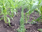 Interseeded cover crop into corn