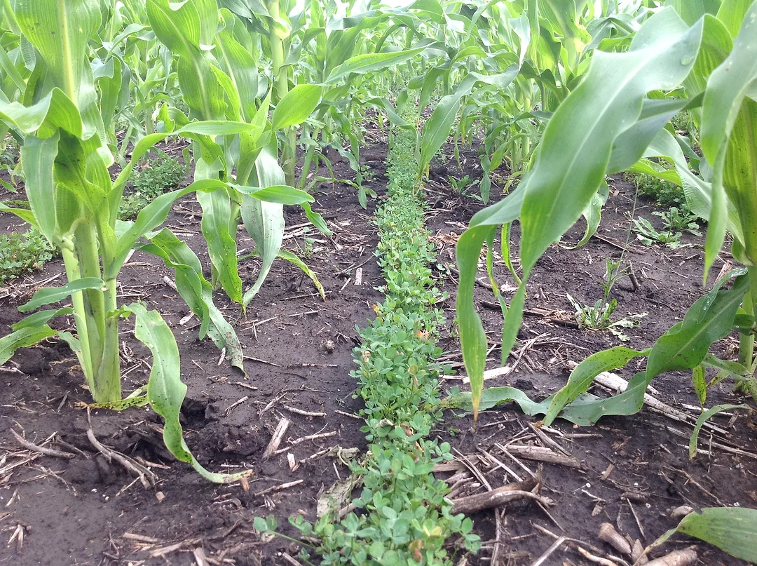 Interseeded cover crop into corn