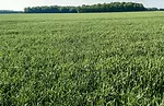 Eickholt-6.jpg