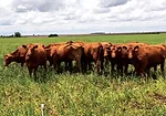 Schipanski-cattle-on-covers.jpg