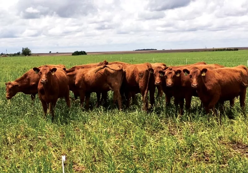 Schipanski-cattle-on-covers.jpg