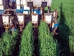 planting-into-rye