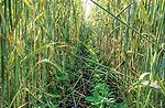 Loran-S-cover-crops.jpg