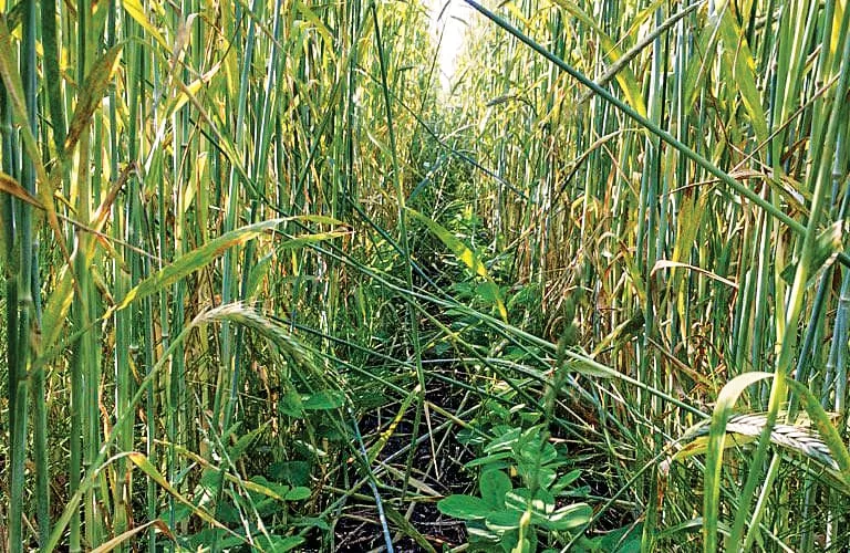 Loran-S-cover-crops.jpg