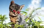 April Fools Laser Cat