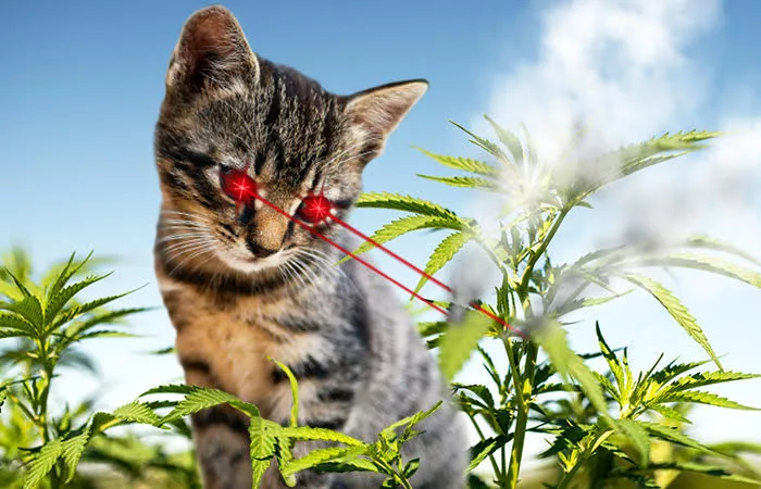 April Fools Laser Cat