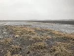 Winterkill_Grassland-Oregon.jpeg