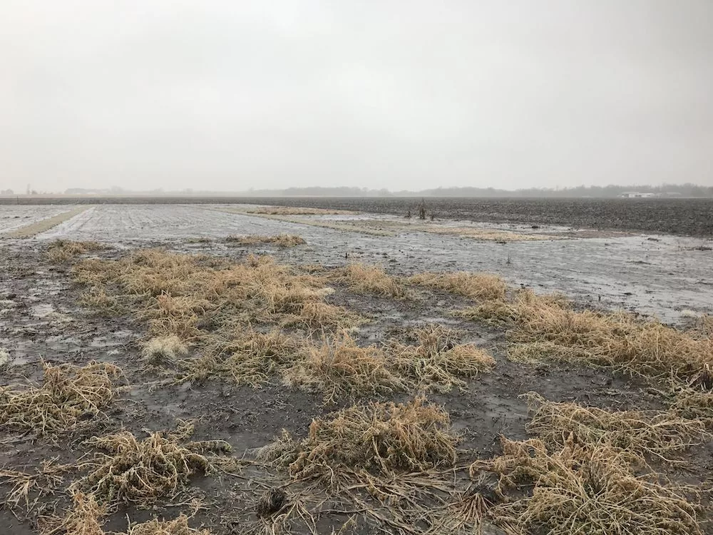 Winterkill_Grassland-Oregon.jpeg