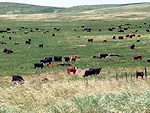 Grazing-Teichert-1.jpg