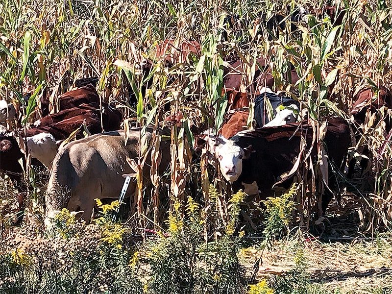 Cows-on-corn.jpg