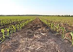 Corn Field