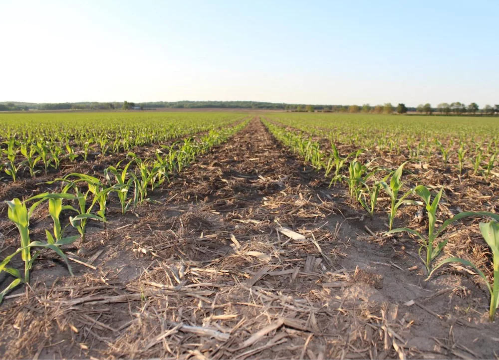 Corn Field