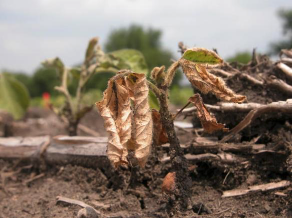soybean Phytophthora