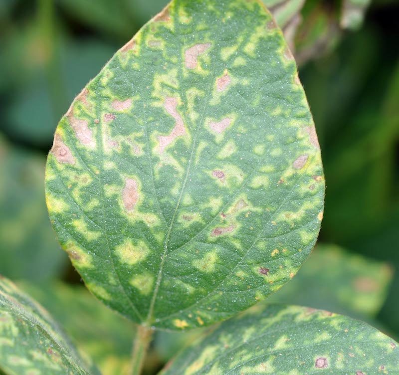 Sudden Death Syndrome in Soybeans