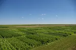 Grazing Prairie for Cattle