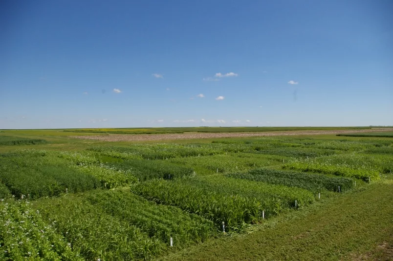 Grazing Prairie for Cattle