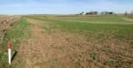 Alfalfa Alfa field with winter kill
