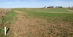 Alfalfa Alfa field with winter kill