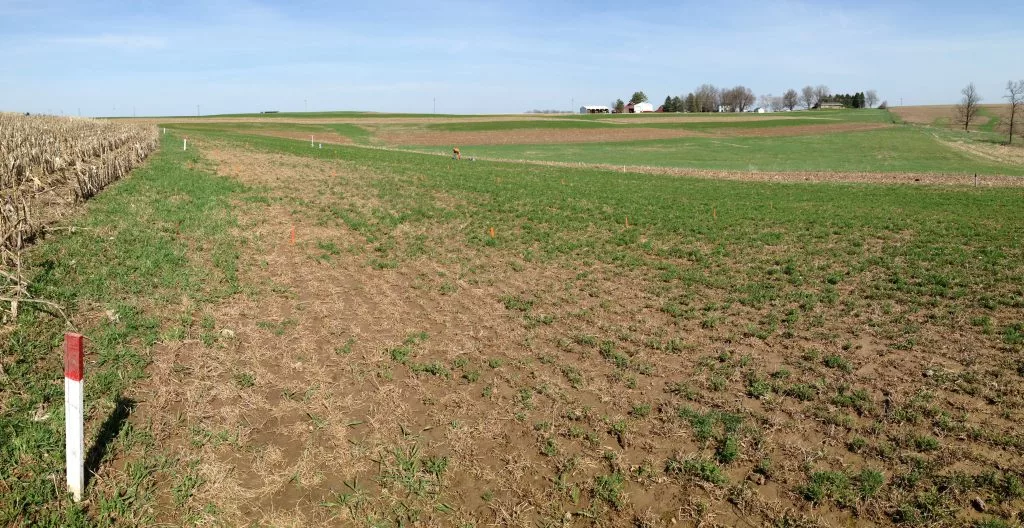 Alfalfa Alfa field with winter kill