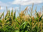 corn tassels