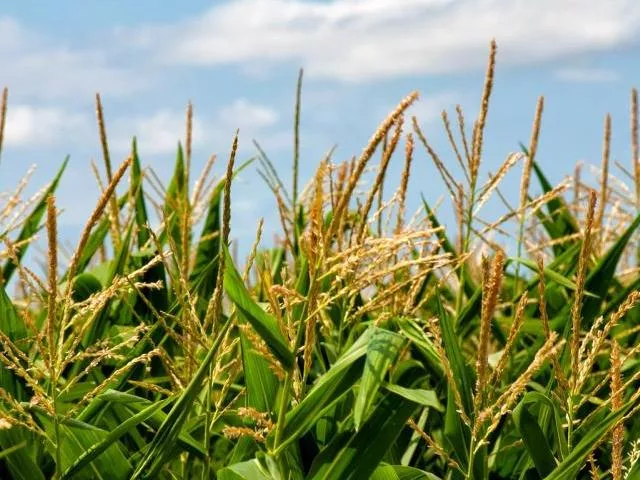 corn tassels