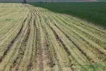 Injecting manure into field