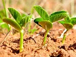 soybeans emerging
