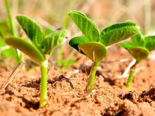 soybeans emerging
