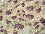 tar spot on corn