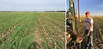 Strips of field peas and chick peas side-by-side win April.