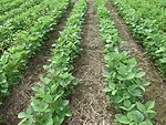 FMC Authority treated soybeans