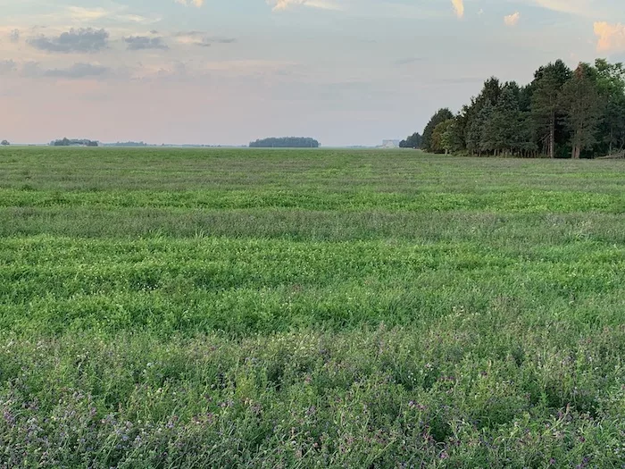 GO SEED berseem clover and alfalfa