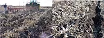 strategic tillage for improvement of no-till