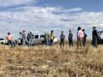 New Mexico State cover crop research