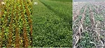 weeds and covers