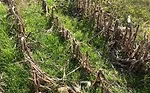 ryegrass growing in corn stubble