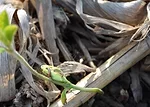 millipede