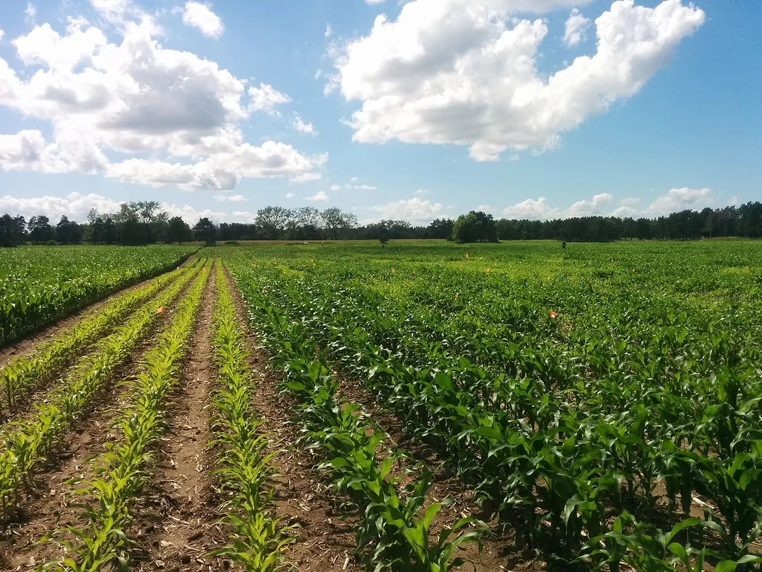 n deficient corn
