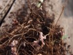 soybean nodules hosting soil microbes