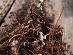 soybean nodules hosting soil microbes