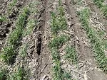 planting corn into cereal rye