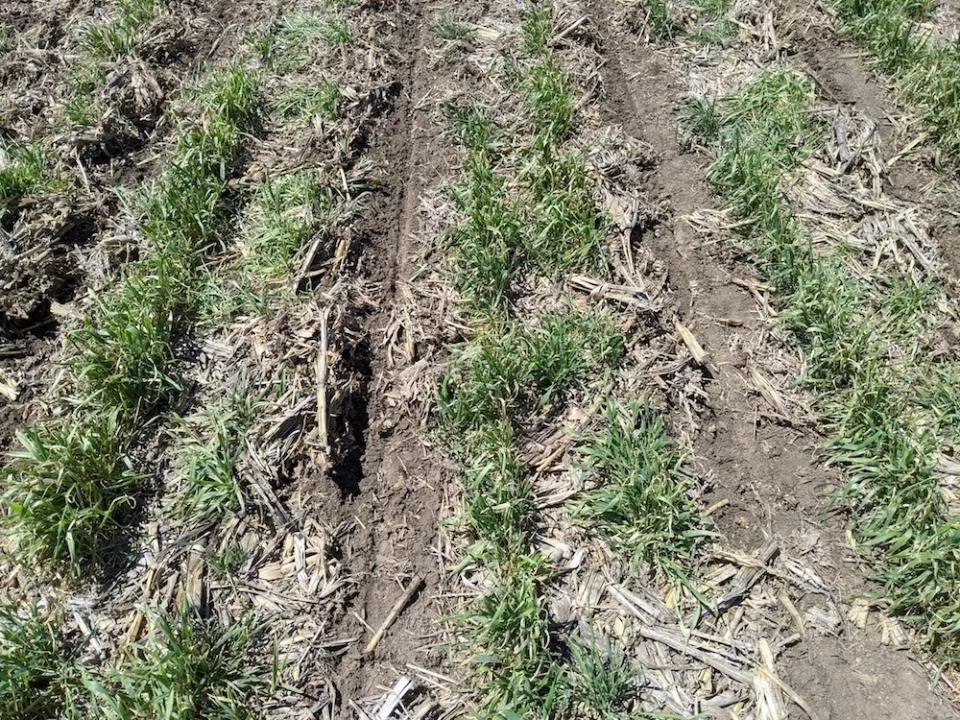 planting corn into cereal rye