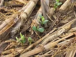 no-till soybeans