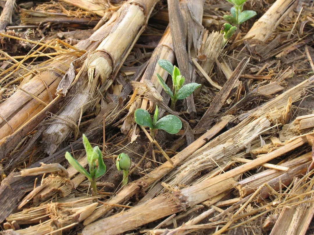 no-till soybeans