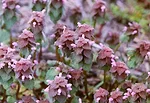 purple deadnettle