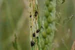 cereal leaf beetle