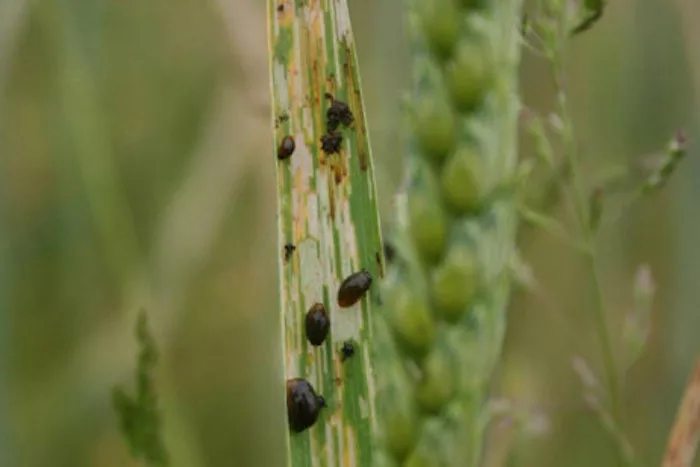 cereal leaf beetle