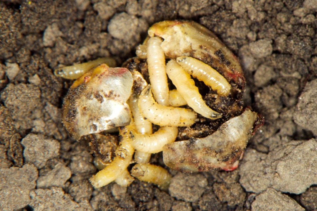 seed corn maggot