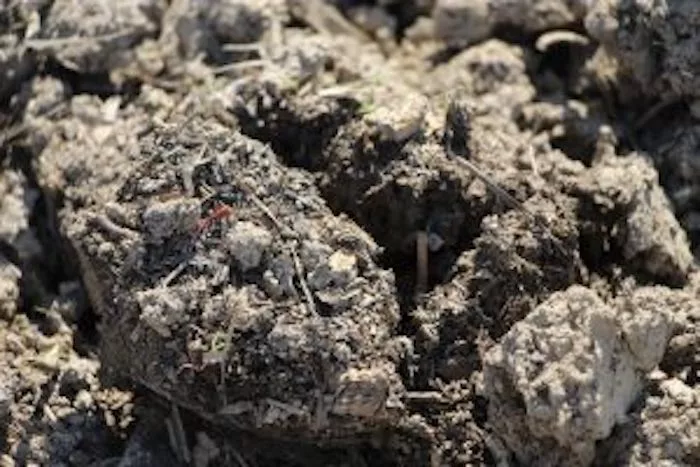 soil inoculants