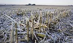 crop residue on ground